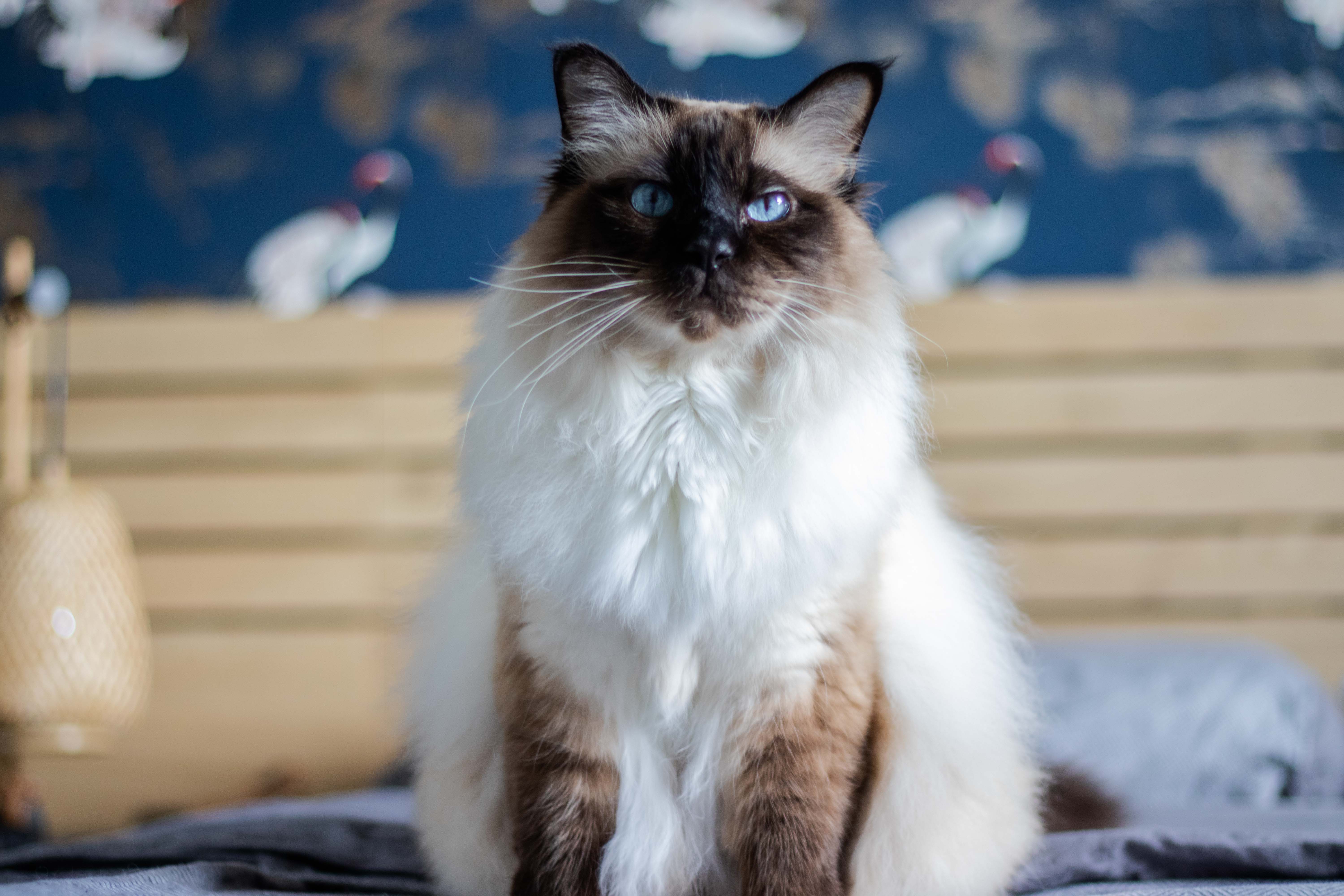 Photo d'un chat de birmanie assis de face
